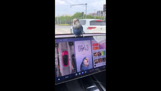 Bird perches on car monitor in Zhejiang, China