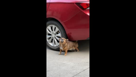 Dog finds the perfect back scratch under a vehicle in Sichuan, China