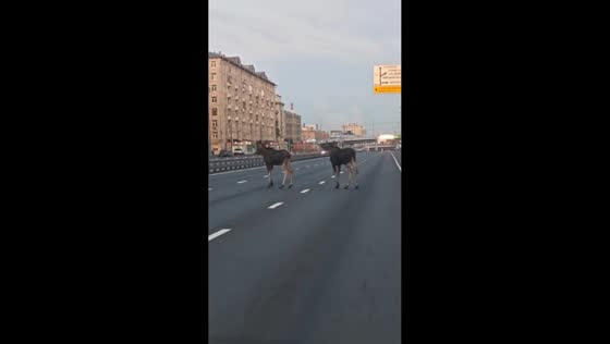 Moose casually block traffic on Entuziastov Highway in Moscow, Russia