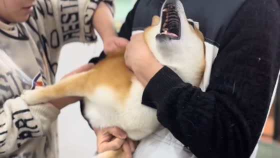 Shiba Inu cries during anti-rabies injection in Hunan, China