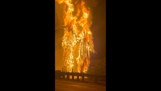 Towering palm trees engulfed in flames beside highway in Los Angeles, USA