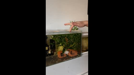Fish repeatedly bumps aquarium glass at cat’s face in Shaanxi, China