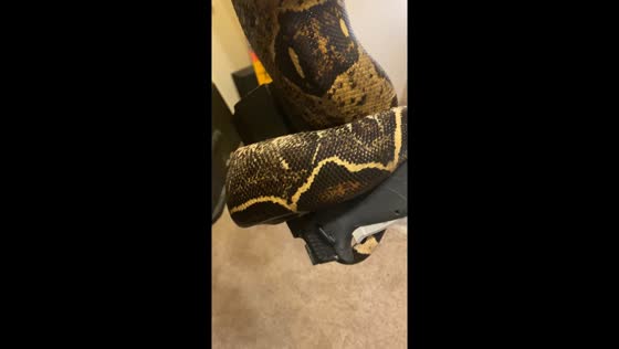 Snake caught in the act: coiling on holstered gun