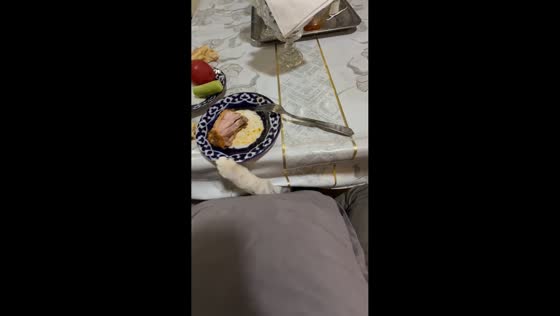 Cat repeatedly tries to steal food from under dining table in Uzbekistan