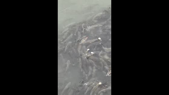 Man feeds school of fish from bridge in Sichuan, China