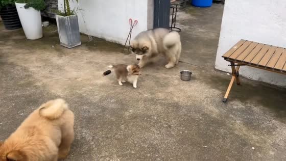 Alaskan Malamute puppy playfully guards bowl from two other puppies in Zhejiang, China
