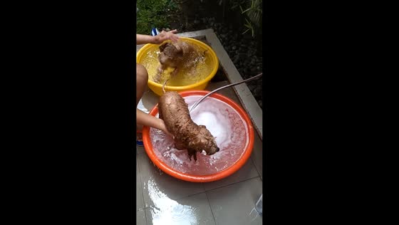 Two dogs enjoy bath time together in San Pedro, Laguna, Philippines