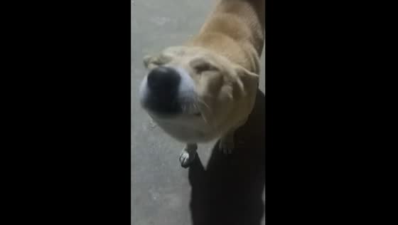 Dog in Tianjin makes hilarious expression while asking for pets