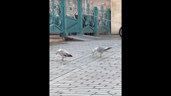 Group of seagulls beg for food with loud calls in Istanbul, Turkey