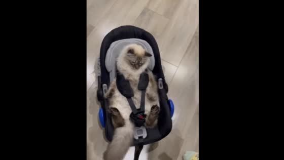 Adorable cat takes over baby's cradle: cute moment captured in Mogilev, Belarus!