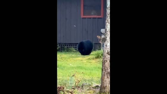 Black bear spotted in Old Forge front yard