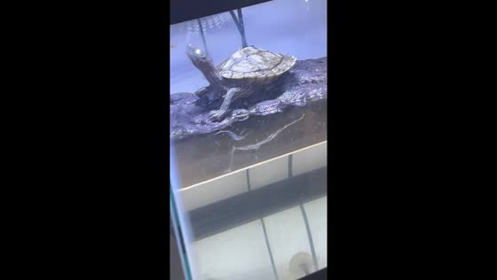 Turtle startled while standing on basking log in Frederick, Maryland, USA
