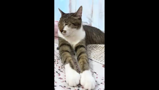 Cat startled by thunder and lightning in Guangdong, China