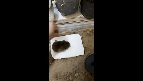 Mole quickly digs through polystyrene block and into soil in Henan, China