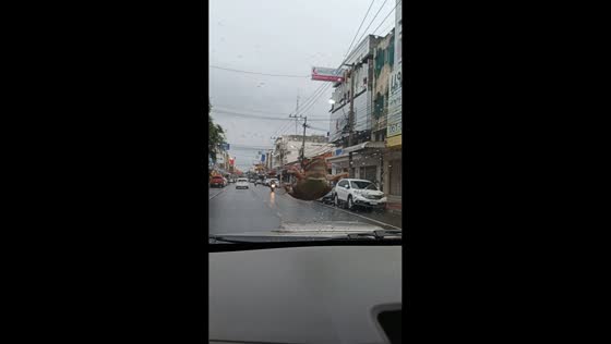 Frog clings to windshield during road trip in Nakhon Ratchasima, Thailand