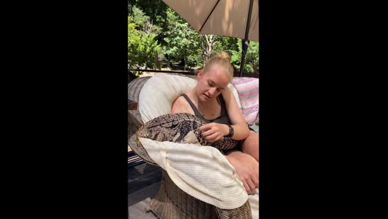 Tegu enjoys back rubs in Saratoga, California