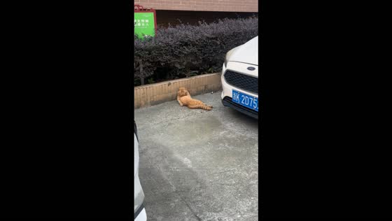Cat lies with its legs crossed while staring at a dog in Zhejiang, China