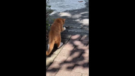 Cat startled by snake during tense encounter in Lombok, Indonesia
