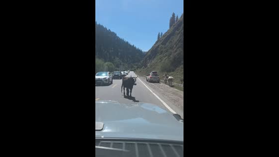 Traffic police clears cattle blocking the Duku Highway in Xinjiang, China