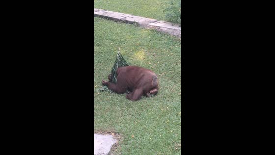 Orangutan hilariously rolls around while covering its face with leafy branches in Jakarta, Indonesia