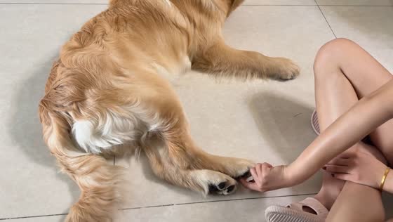Dog playfully resists owner touching its paws in Guangdong, China