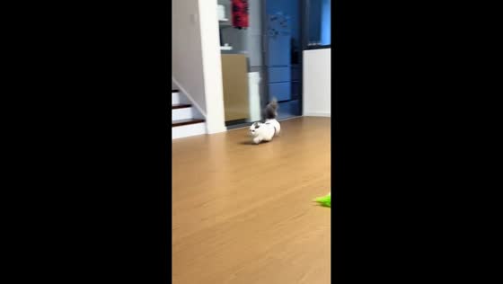 Cat slips and slides while running across smooth floor in Guangdong, Chin