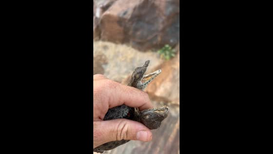 Baby crocodiles call for help while being rescued in Tsavo, Kenya