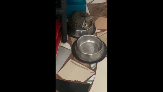 Cat nap in the bowl: a cozy corner for feline siestas