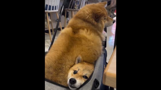 Shiba Inus Share Stroller in Taiwan