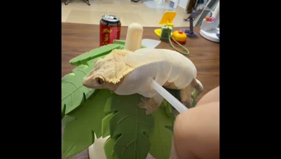 Crested gecko Cream gets help with shedding in Guangdong, China