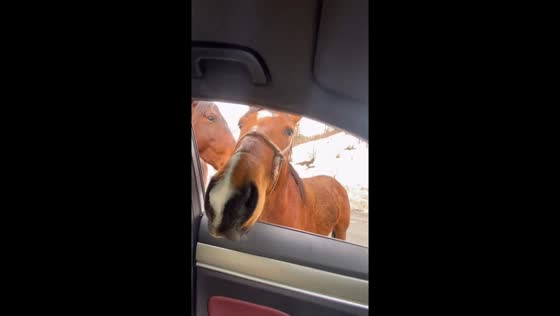 Kind gesture: feeding horses by the roadside in Sochi