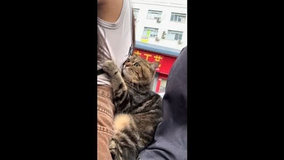 Adorable tabby cat rides scooter in Guangdong, China