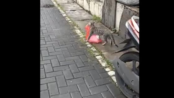 The cat stole food from the girl's kitchen and funny goes away!