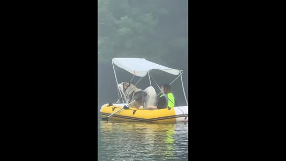 Alaskan Malamute hilariously howls at other dogs across Xin’an River in Zhejiang, China