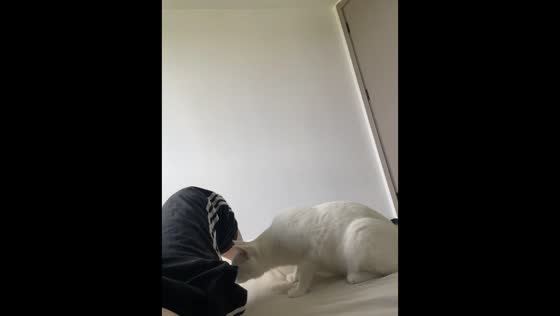 Cat leaps off bed after sniffing owner's fart in Anhui, China
