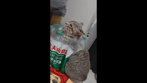 Mischievous tabby cat gets stuck in water bottle package in Guangdong, China