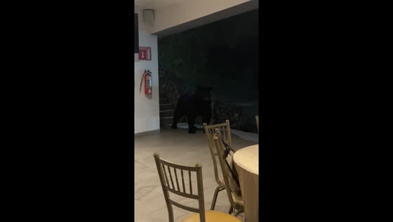 Uninvited black bear crashes party in San Pedro Garza Garcia, Mexico