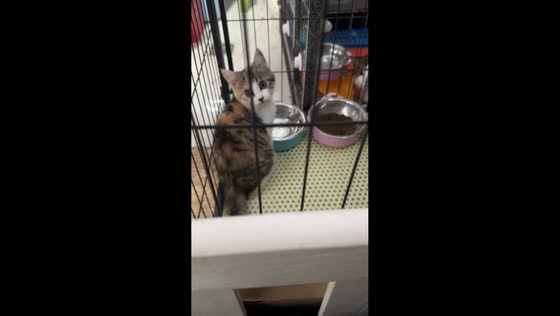 Cat gets startled while drinking water in Hunan, China