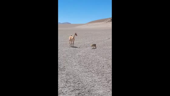 Vicuña chases fox in Catamarca, Argentina