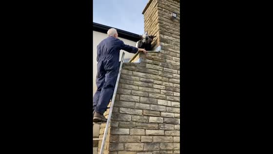 Goat Rescue: climbing capers in Burnley