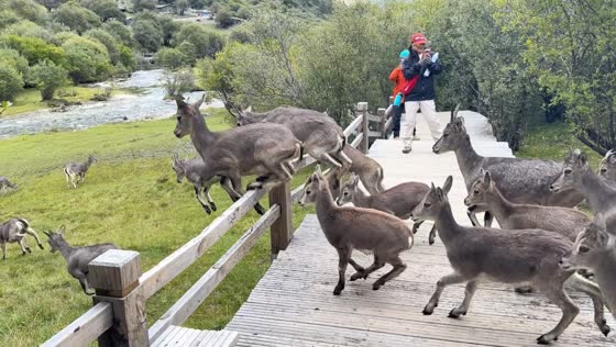 Herd of blue sheep rushes across a wooden boardwalk in Daocheng Yading, China