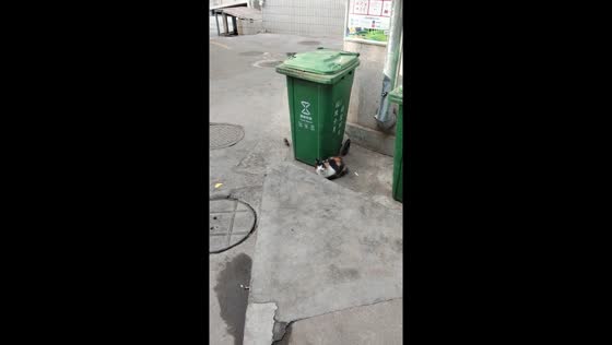 Cat and mouse, hide-and-seek encounter in Shandong, China
