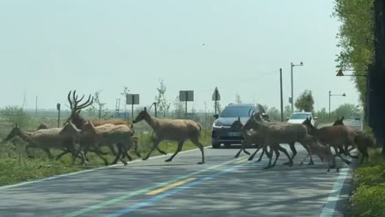 Herd of Père David’s deer crosses road causing traffic slowdown in Yancheng, China