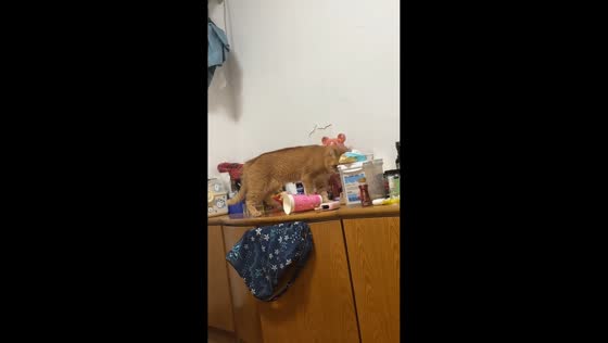 Cat gets head stuck in plastic cup while looking for snacks in Zhejiang, China