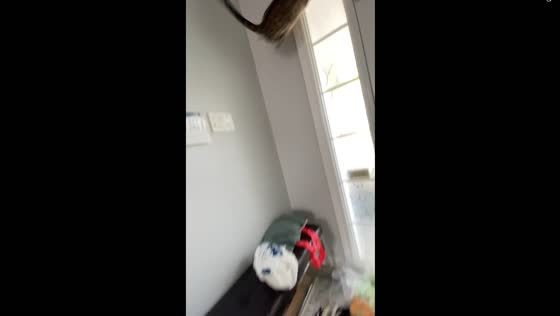 Cat jumps on walls in scare reaction to being followed