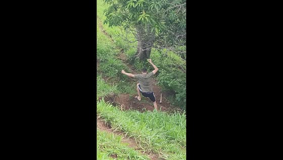 Man slips while picking mango in Goiás, Brazil