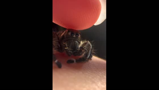 Petting a Hyllus diardi jumping spider in Fullerton