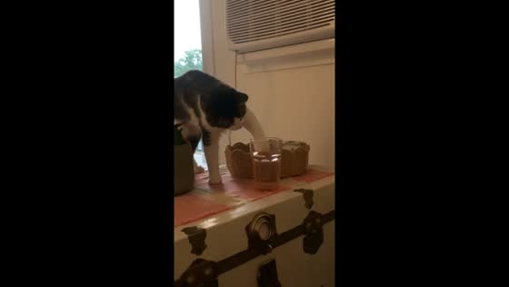 Cat playfully knocks over glass of water in Winnipeg, Canada