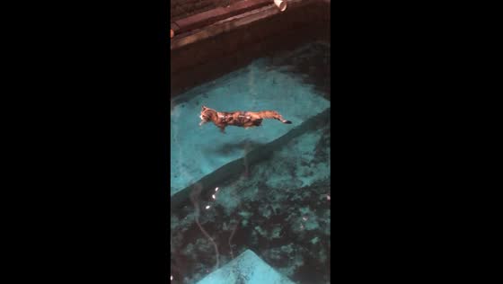 Calico cat takes a dip: swimming serenity in Semarang