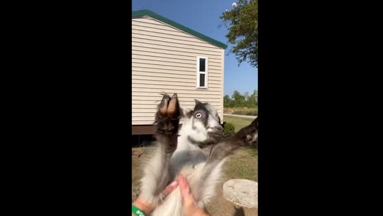 Adorable baby goat joins the spinning trend: a whirl of cuteness in Louisiana!